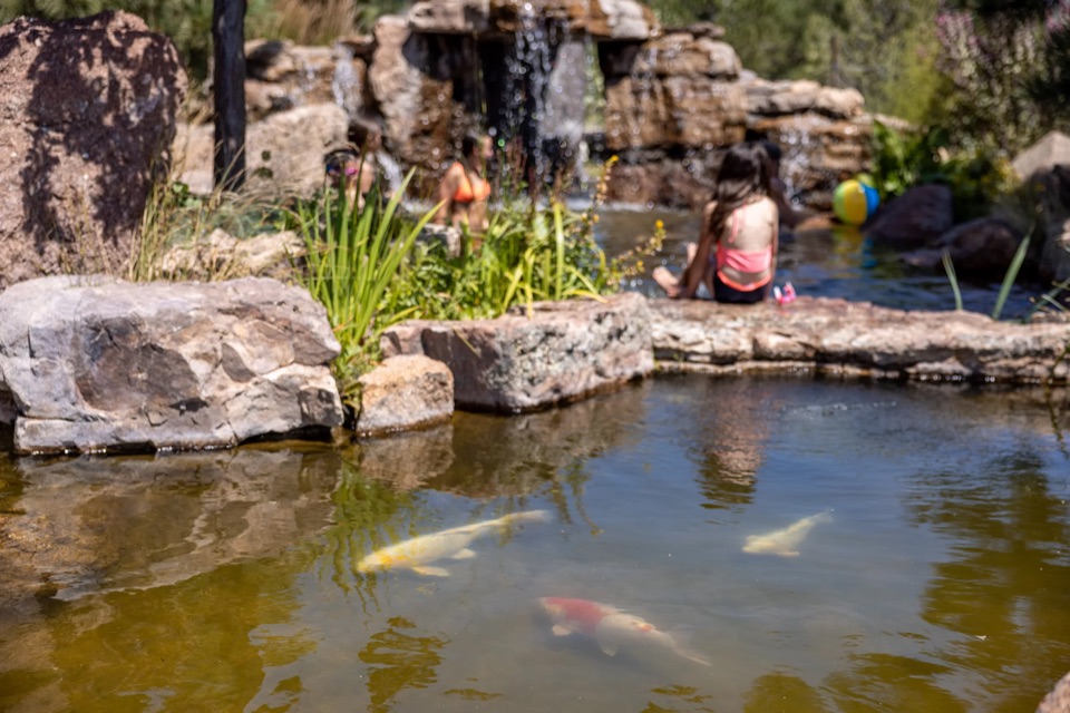 Koi pond beside a natural swim pond, Peyton