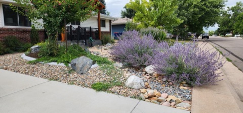 Russian sage spilling over a corner bed of river rock and boulders